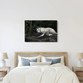 Obraz - Tiger albín (90x60 cm)