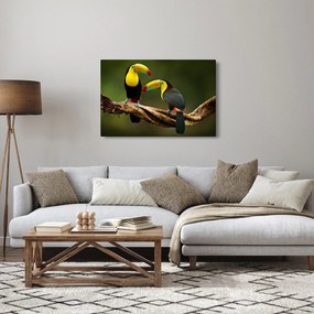Obraz sediacich tukanov, Costa Rica (90x60 cm)