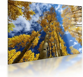 Sklenený obraz - Aspen (70x50 cm)