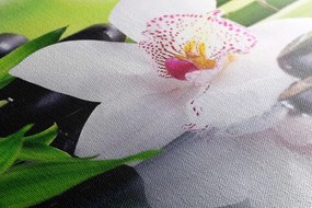 Obraz japonská orchidea - 120x80