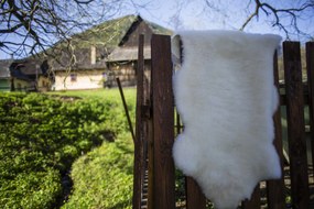 Ovčia kožušina biela strihaná