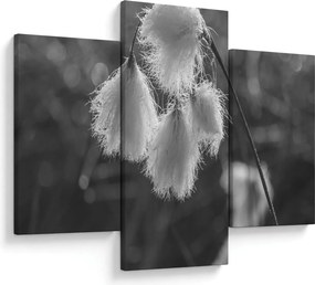 Obraz - Cottongrass (90x60 cm)