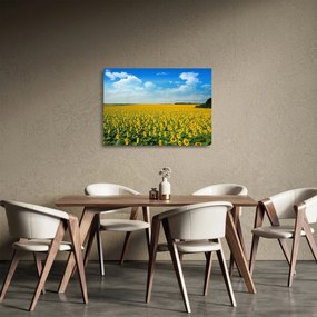 Sklenený obraz - pás slnečníc (70x50 cm)