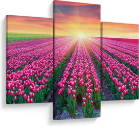 Obraz poľa tulipánov so slnkom (90x60 cm)