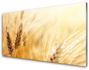 Sklenený obklad Do kuchyne Pšenica rastlina príroda 140x70 cm