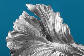Ozdobná rybka Crowntail 35cm strieborná