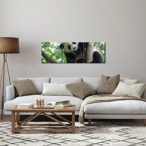 Obraz - Panda na strome (s hodinami) (90x30 cm)