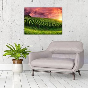 Sklenený obraz vinice s farebným nebom (70x50 cm)