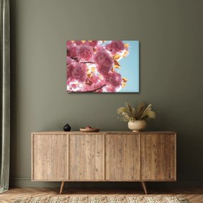 Obraz - Čerešňový kvet (70x50 cm)