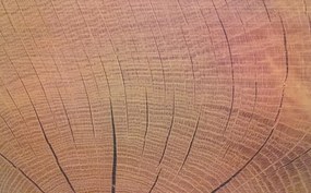 Šatníková skriňa Capri, dub wotan/šedá