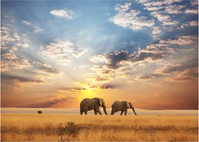 Sklenený obraz - Slony putujúce savanou (70x50 cm)