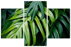 Obraz - Tropické listy (90x60 cm)
