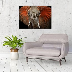 Sklenený obraz - Slony z Tsavo (70x50 cm)