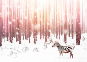 Sklenený obraz - Zebra v zasneženom lese (70x50 cm)