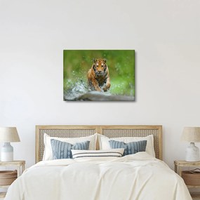 Obraz - Bežiaci tiger (70x50 cm)