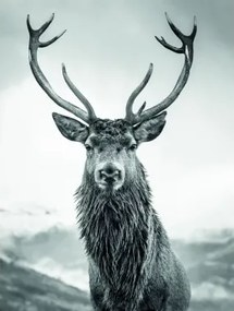 Obraz na plátne Jeleň 46x61 cm, čiernobiely%