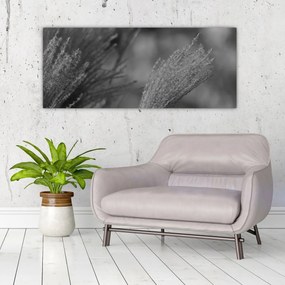 Obraz - Sušená pampová tráva (120x50 cm)