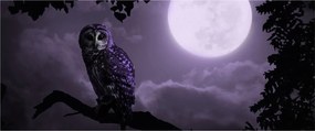 Obraz - Nočná sova, fialová (120x50 cm)
