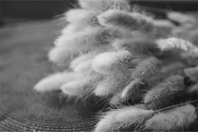 Obraz - bunny tail grass na stole (90x60 cm)
