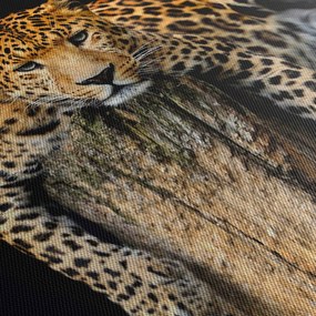 Obraz - Gepard (90x60 cm)