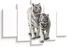 Obraz - Biely tiger (150x105 cm)