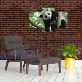 Obraz - Panda na strome (90x60 cm)