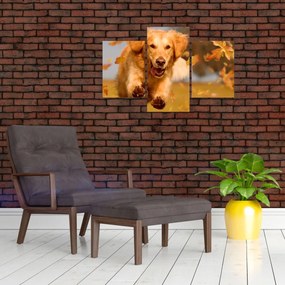 Obraz - Zlatý retriever (90x60 cm)