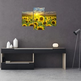 Obraz - Slnečnica pri západe slnka (90x60 cm)