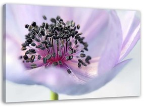 Obraz na plátně Fialová květina Příroda Makro - 100x70 cm