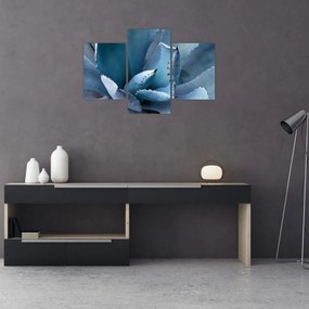 Obraz - Agáve (90x60 cm)