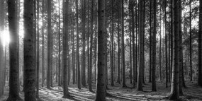Obraz ráno v lese v čiernobielom prevedení