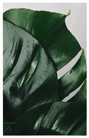 Plagát listy monstery - 60x90 silver