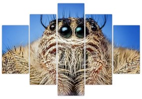 Obraz detailu pavúka (150x105 cm)