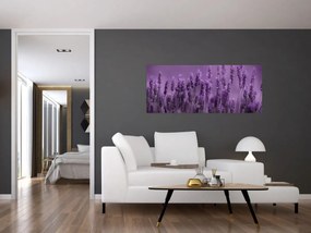 Obraz - Levanduľa (120x50 cm)