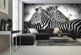 Fototapeta - Zebra (254x184 cm)