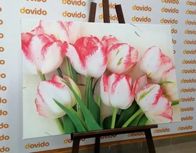 Obraz jarné tulipány
