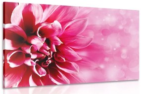 Obraz ružový kvet - 120x80