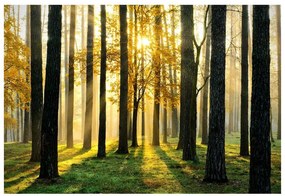Fototapeta Vliesová Ráno v lese 104x70 cm