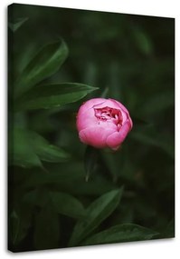 Obraz na plátně Růžový květ Bud Příroda - 60x90 cm