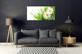 Skleneny obraz Sedmokráska kvet príroda 100x50 cm