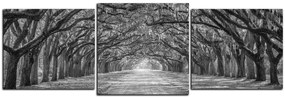 Obraz na plátne - Historické dubové stromy lemované poľnou cestou - panoráma 5239QD (120x40 cm)