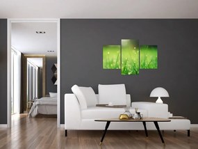 Obraz - rosa na tráve (90x60 cm)