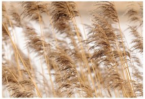 Fototapeta Vliesová Brown reed 312x219 cm