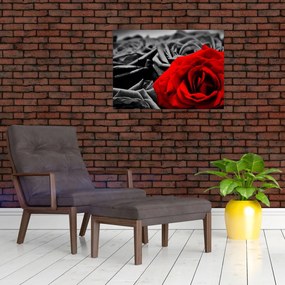 Sklenený obraz - Kvety ruží (70x50 cm)