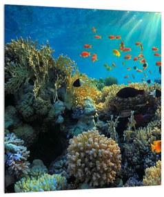 Obraz podmorského sveta (30x30 cm)