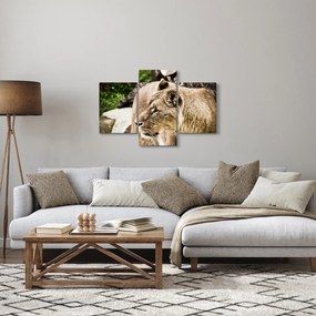Obraz levice (90x60 cm)