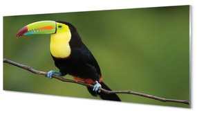 Obraz na akrylátovom skle Farebné papagáj na vetve 120x60 cm