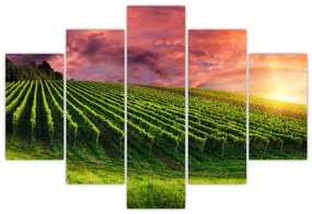 Obraz vinice s farebným nebom (150x105 cm)