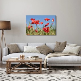 Obraz - Vlčie maky (90x60 cm)