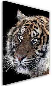Obraz na plátně Tygr Příroda Zvířata - 60x90 cm